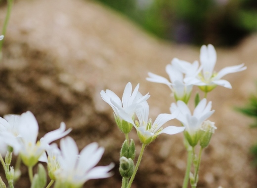 小さい白い花.jpg