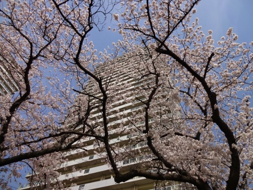 桜とビル.jpg