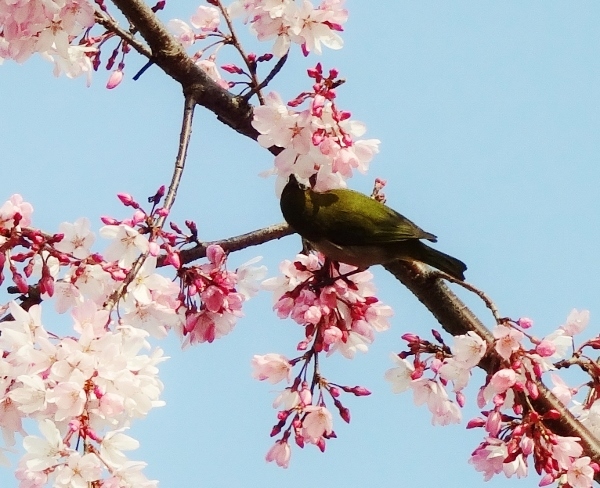 桜とメジロ１.jpg