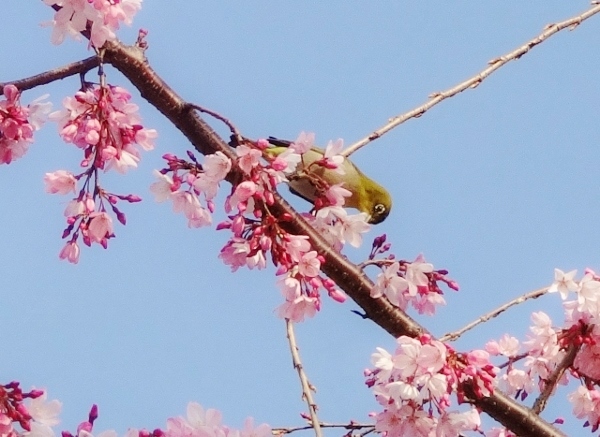 桜とメジロ２.jpg