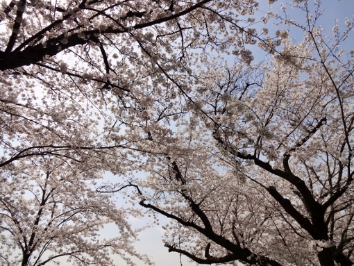 桜と空.jpg