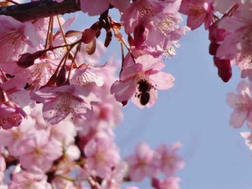 桜と蜂.jpg