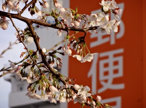 桜と郵便局.jpg