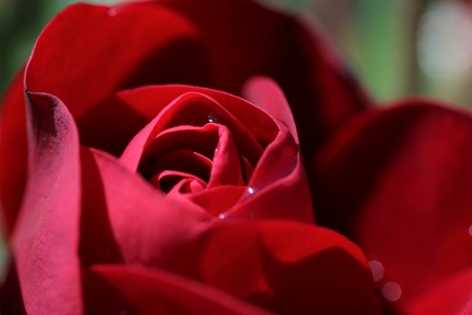 赤いバラ.jpg